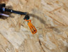 Clignotant Avant Gauche Honda CBR1000R 33450-MEL-D20