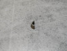 Clavette (demie lune) de queue de soupape CB125K5 S110 HONDA 14781-235-000